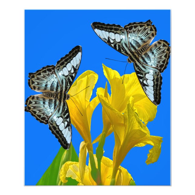 Impression Photo Papillon papillon bleu malaisien (Devant)