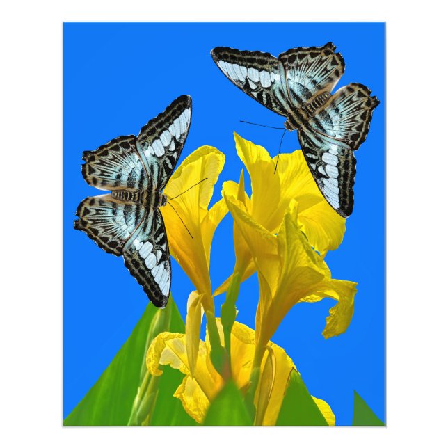Impression Photo Papillon papillon bleu malaisien (Devant)