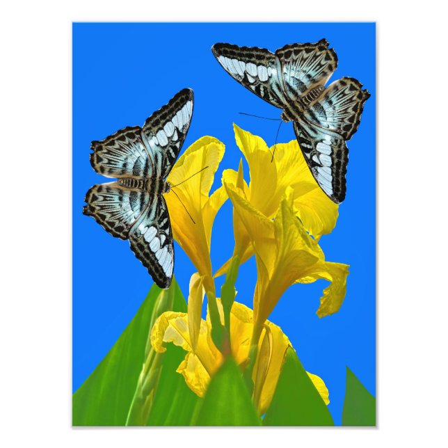 Impression Photo Papillon papillon bleu malaisien (Devant)