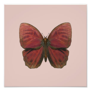 Impression Photo Papillon rouge coq