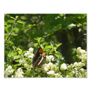 Impression Photo Papillon Soeur de Californie à Yosemite