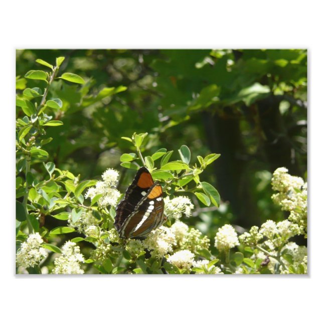 Impression Photo Papillon-soeur de Californie en Yosemite (Devant)