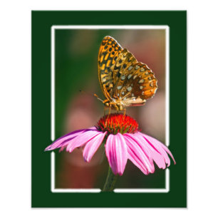Impression Photo Papillon sur confleur pourpre