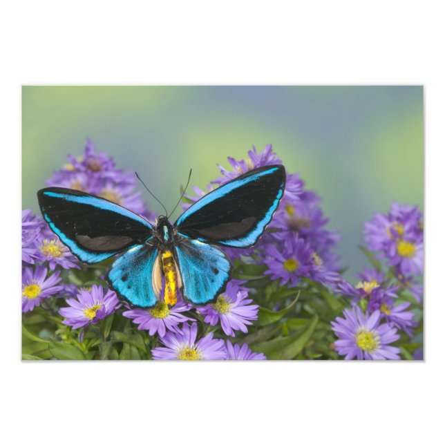 Impression Photo Papillon sur une fleur jaune (Devant)