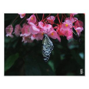 Impression Photo Papillon suspendu à partir de fleurs