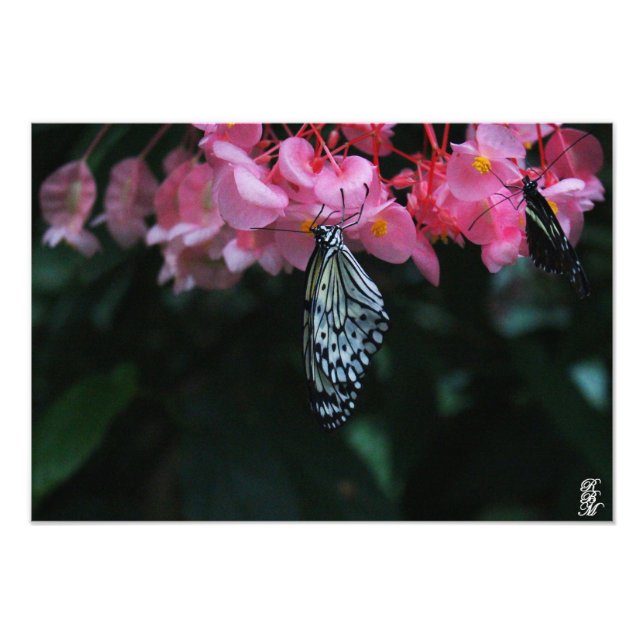 Impression Photo Papillon suspendu aux fleurs (Devant)