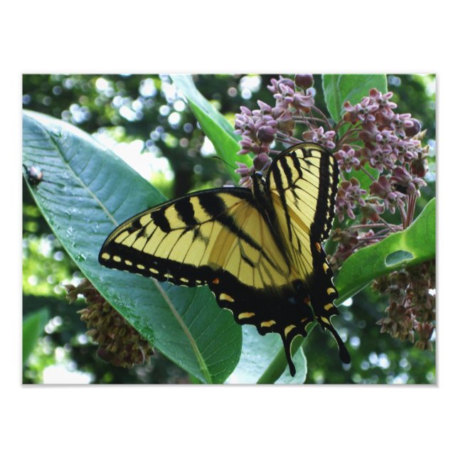 Impression Photo Papillon Swallowtail I sur Asclépiade à Shenandoah (Devant)