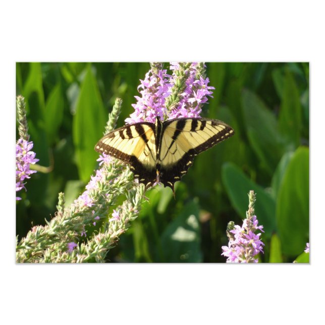 Impression Photo Papillon Swallowtail sur Fleurs sauvages pourpres (Devant)