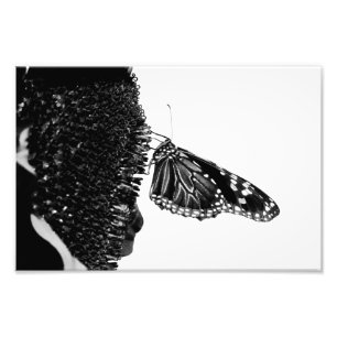 Impression Photo papillon timide blacq