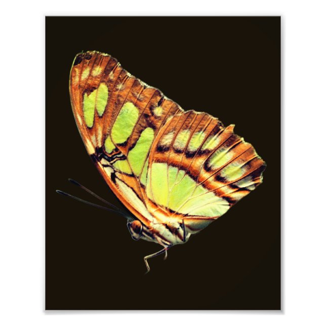 Impression Photo Papillon vert Malachite Poser de près 8x10 (Devant)
