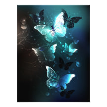 Papillons de nuit