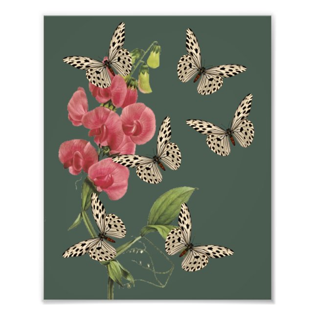 Impression Photo Papillons Et Fleur De Pois Doux 8x10 (Devant)