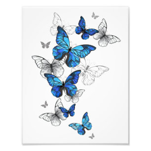 Impression Photo Papillons volants bleus Morpho