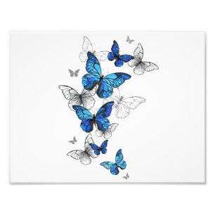 Impression Photo Papillons volants bleus Morpho