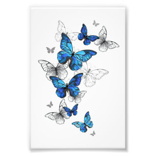 Impression Photo Papillons volants bleus Morpho