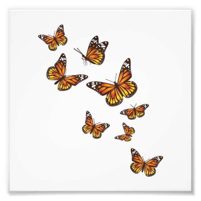 Impression Photo Papillons volants - Gardener à papillon Ento (Devant)