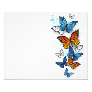 Impression Photo Papillons volants Morpho et Monarch
