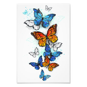 Impression Photo Papillons volants Morpho et Monarch