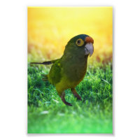 Parakeet. Aratinga Canicularis / Papillero