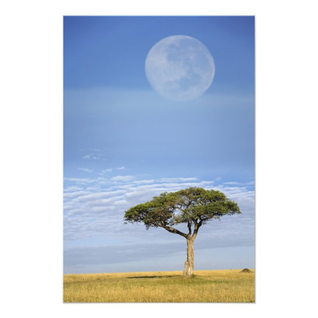 Impression Photo Parapluie Thorn Acacia, Acacia tortilis et (Devant)