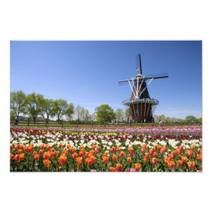 Impression Photo parc de l'île du moulin à vent avec tulipes en fle