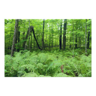 Impression Photo Parc d'État de Jay Cooke Ferns et Forêt