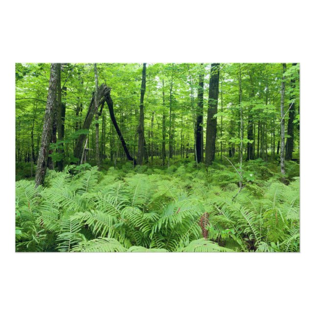 Impression Photo Parc d'État de Jay Cooke Ferns et Forêt (Devant)