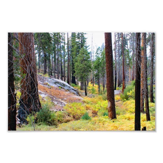Impression Photo Parc national de Kings Canyon (Devant)