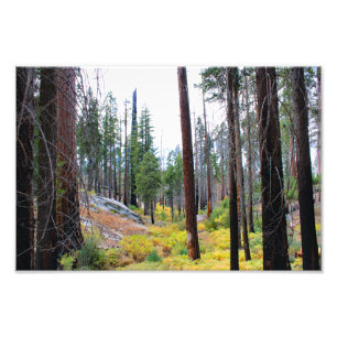 Impression Photo Parc national de Kings Canyon