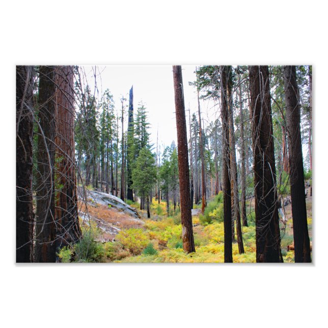 Impression Photo Parc national de Kings Canyon (Devant)