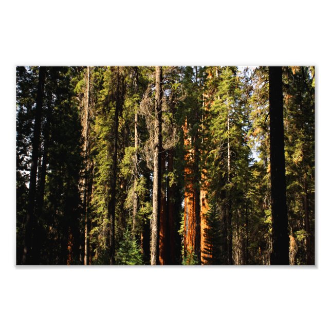 Impression Photo Parc national de Sequoia (Devant)