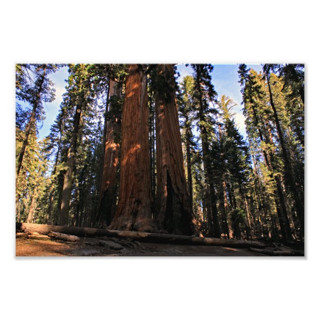 Impression Photo Parc national de Sequoia (Devant)