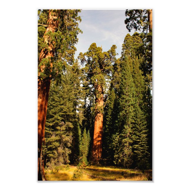 Impression Photo Parc national de Sequoia (Devant)