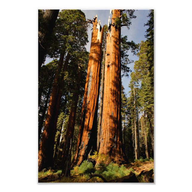 Impression Photo Parc national de Sequoia (Devant)