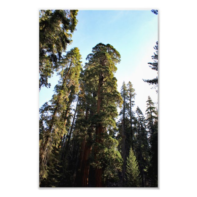 Impression Photo Parc national de Sequoia (Devant)