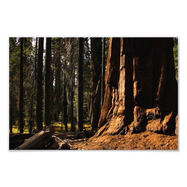 Impression Photo Parc national de Sequoia (Devant)