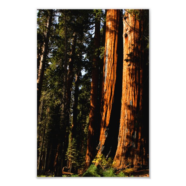 Impression Photo Parc national de Sequoia (Devant)