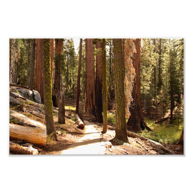 Impression Photo Parc national de Sequoia (Devant)