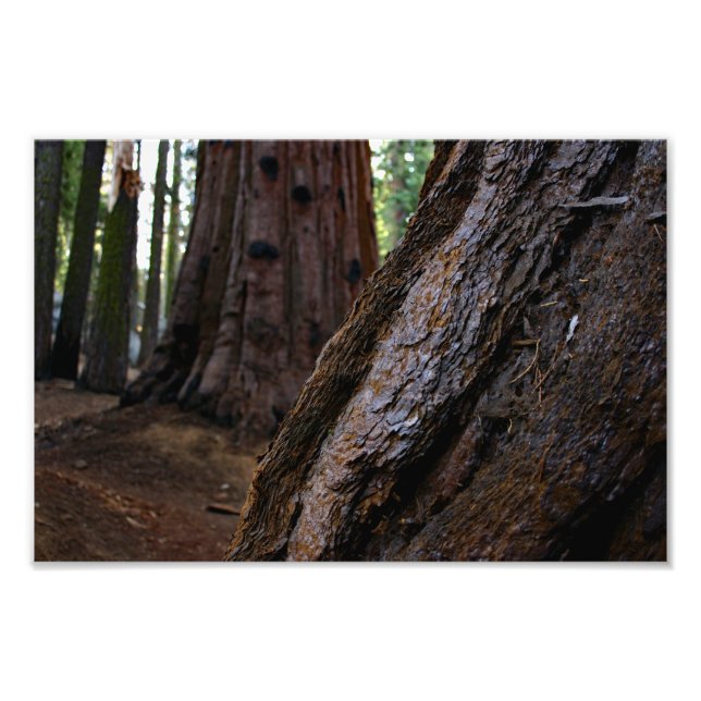 Impression Photo Parc national de Sequoia (Devant)