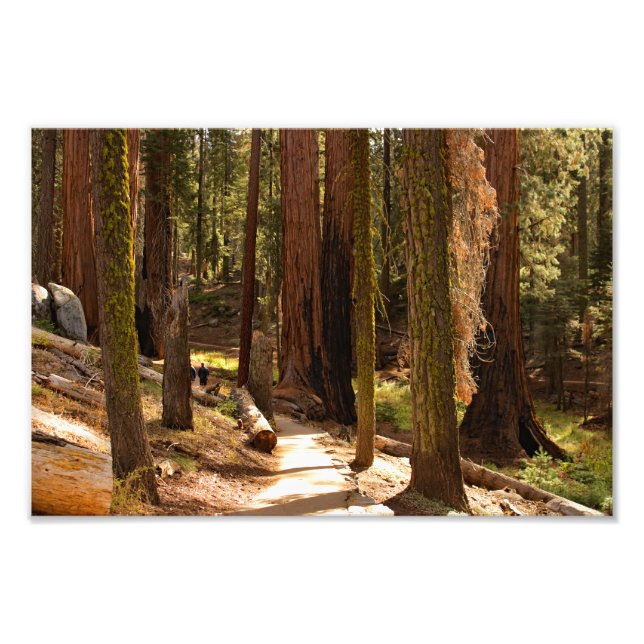 Impression Photo Parc national de Sequoia (Devant)