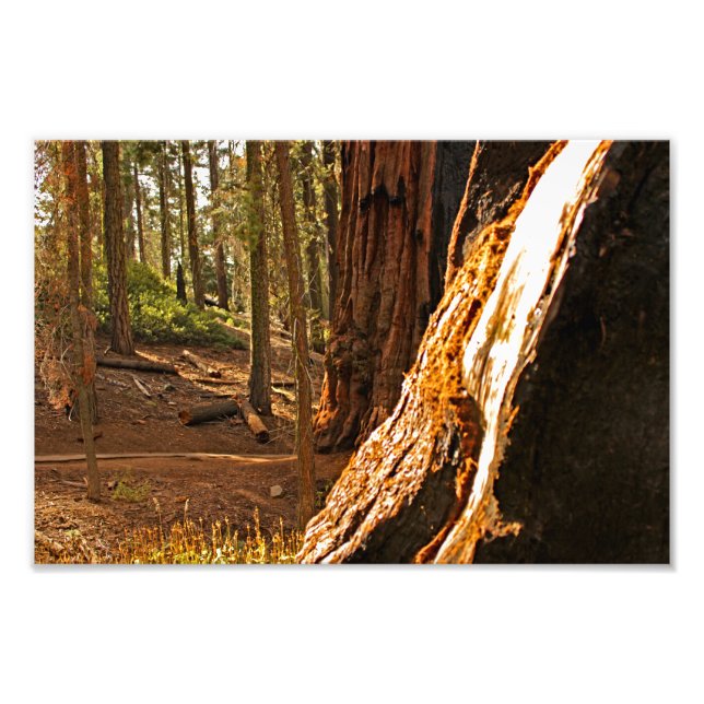 Impression Photo Parc national de Sequoia (Devant)
