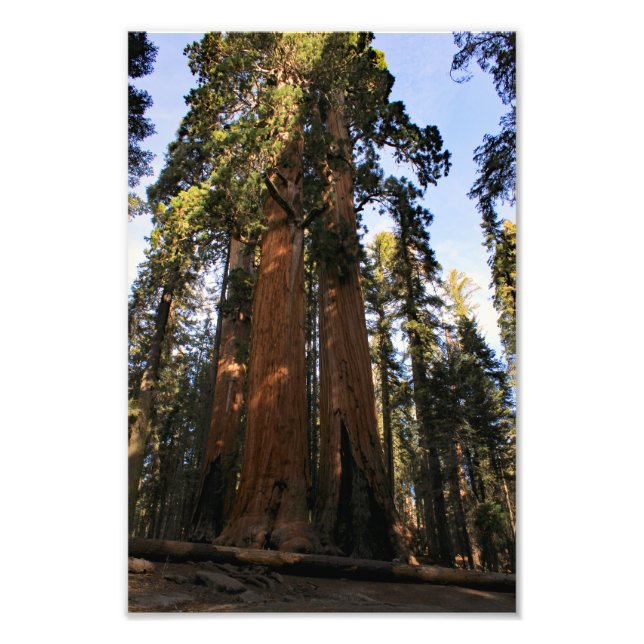 Impression Photo Parc national de Sequoia (Devant)