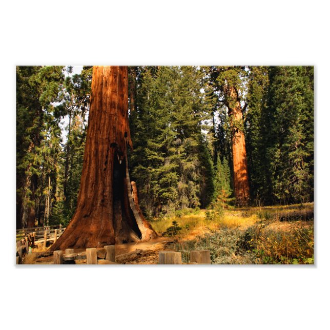 Impression Photo Parc national de Sequoia (Devant)
