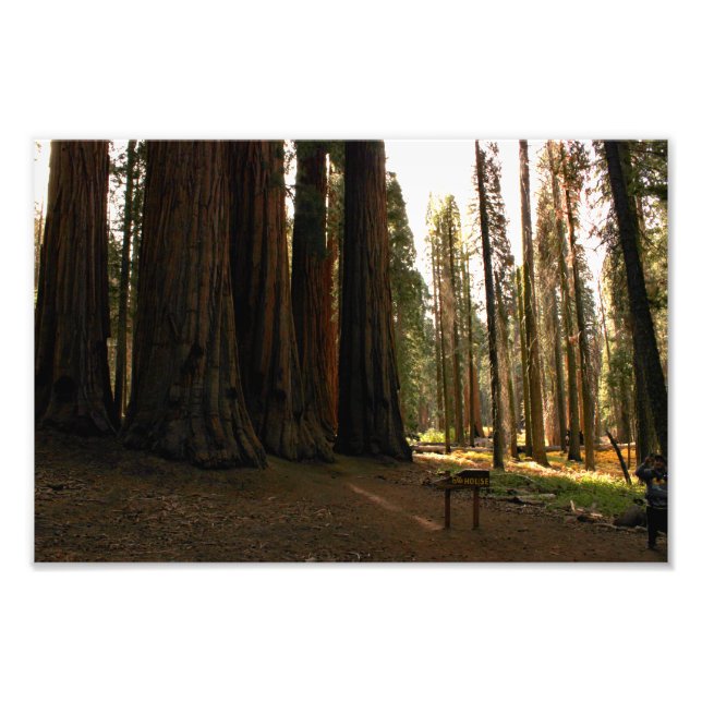 Impression Photo Parc national de Sequoia (Devant)
