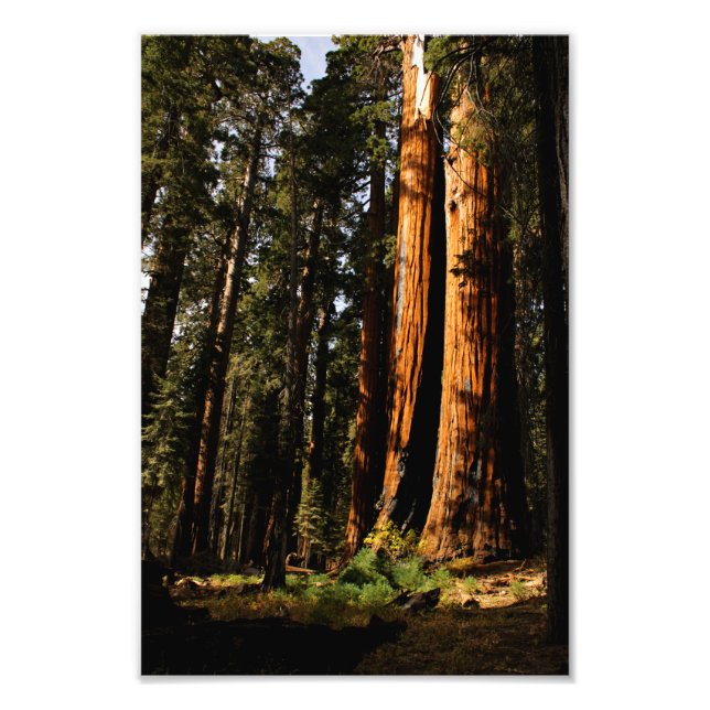 Impression Photo Parc national de Sequoia (Devant)
