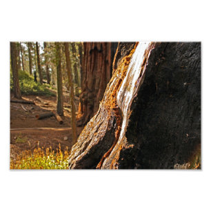 Impression Photo Parc national de Sequoia