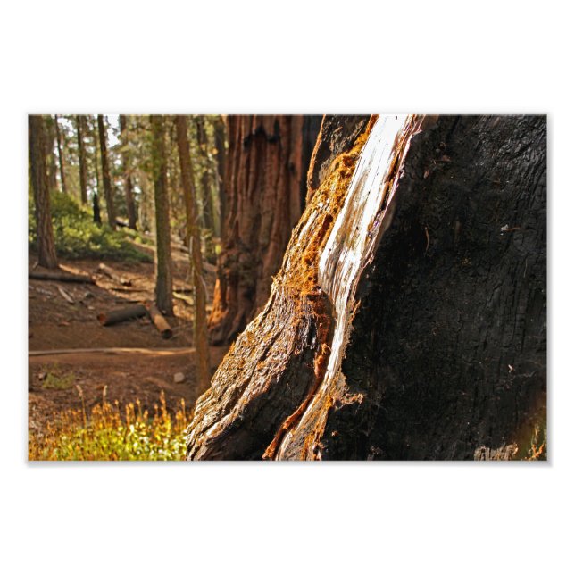 Impression Photo Parc national de Sequoia (Devant)
