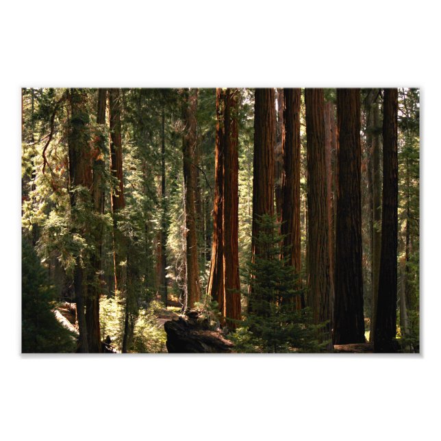 Impression Photo Parc national de Sequoia (Devant)