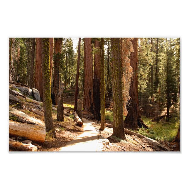 Impression Photo Parc national de Sequoia (Devant)