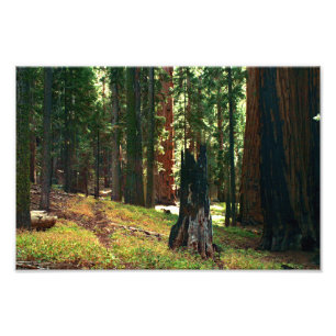Impression Photo Parc national de Sequoia
